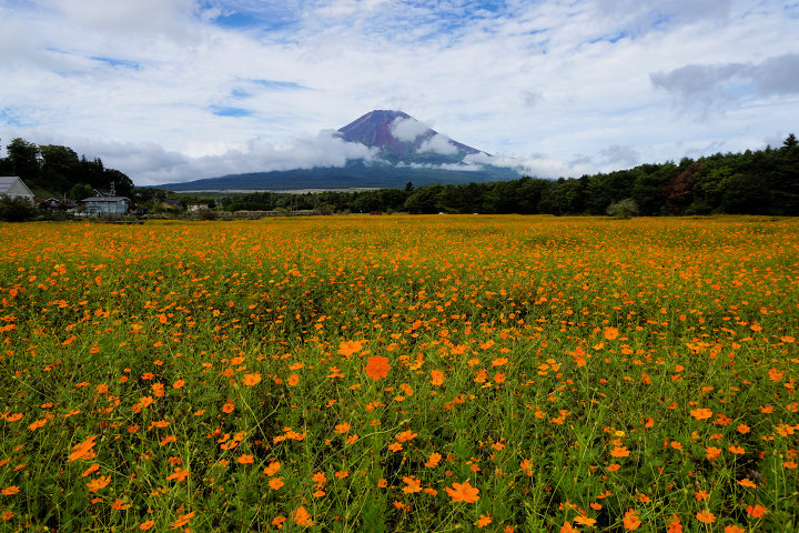 オレンジフレア畑から望む富士山