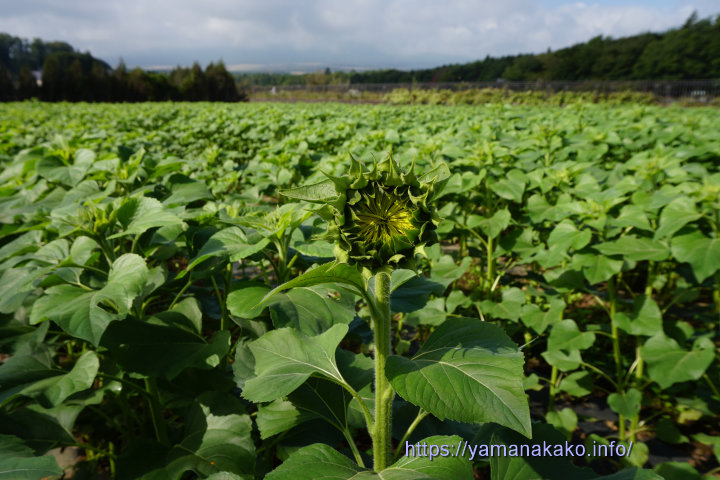 つぼみが膨らんできたひまわり畑