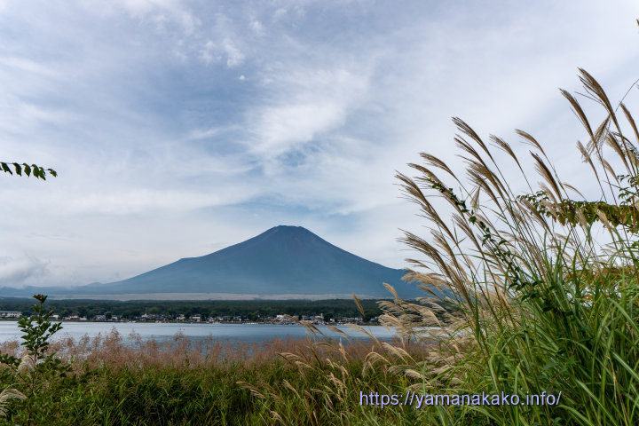 ススキと富士山