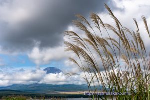 ススキと富士山