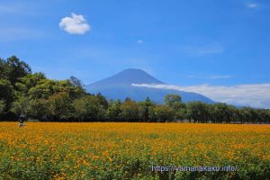 オレンジフレア(キバナコスモス)畑より望む富士山