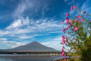 湖畔に咲くコスモスと富士山