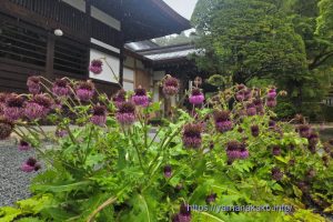 寿徳寺のフジアザミ