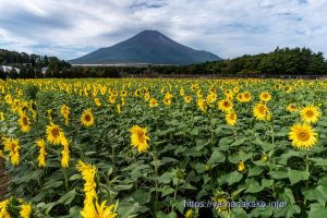 花の都公園のひまわり