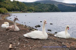 白鳥の親子
