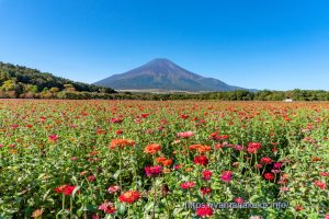 花の都公園の百日草