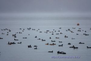 湖に飛来中のたくさんの冬鳥