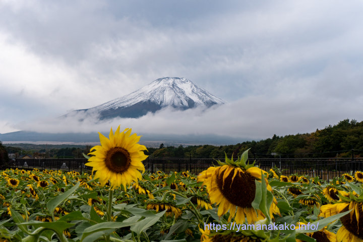 ひまわりと初冠雪の富士山