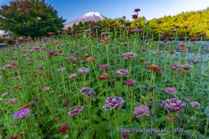 霜で白くなった百日草