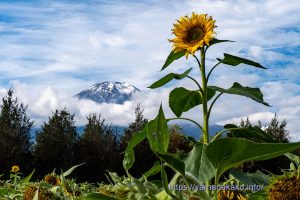 少しだけ咲いているひまわり
