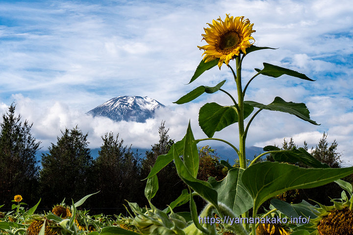 少しだけ咲いているひまわり