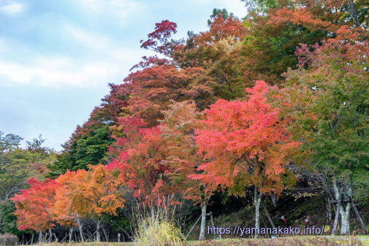 旭日丘湖畔緑地公園の紅葉の様子