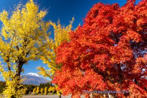 モミジの赤とイチョウの黄色がきれい