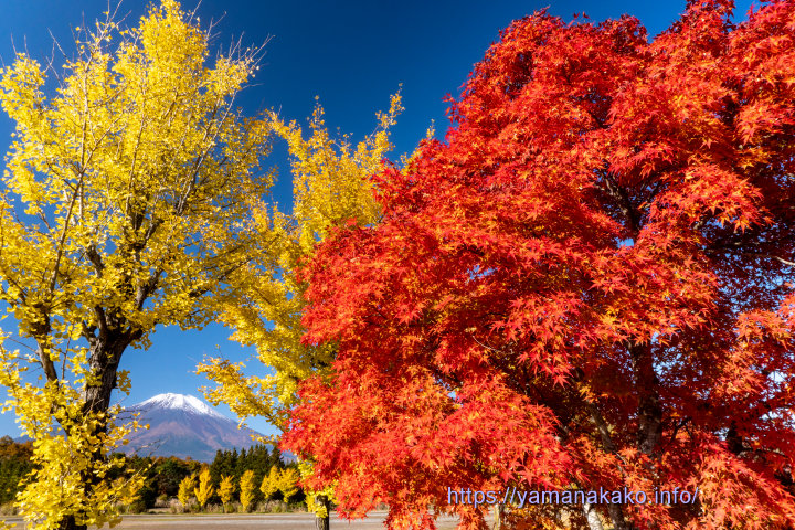 モミジの赤とイチョウの黄色がきれい