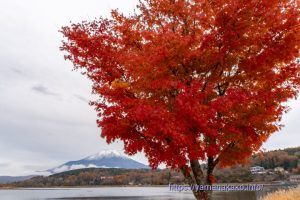 曇り空だけど紅葉と富士山