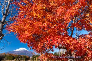紅葉と富士山