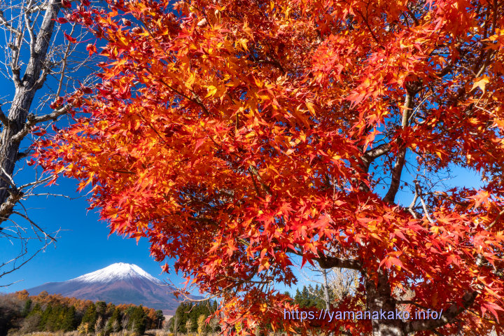紅葉と富士山