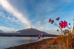 湖畔で咲くコスモス
