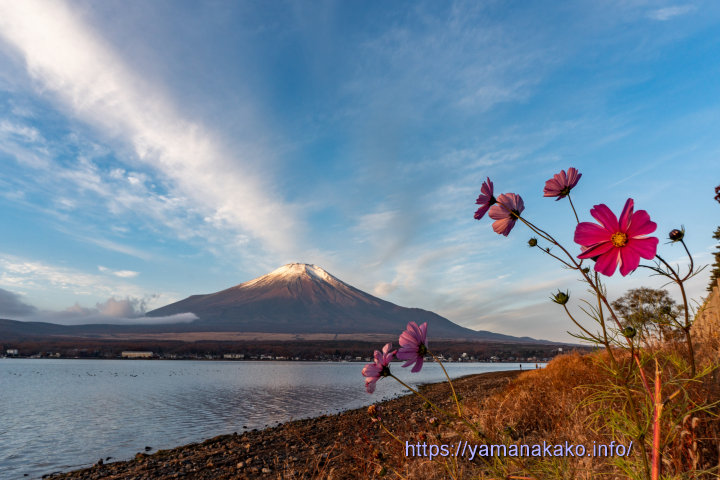 湖畔で咲くコスモス