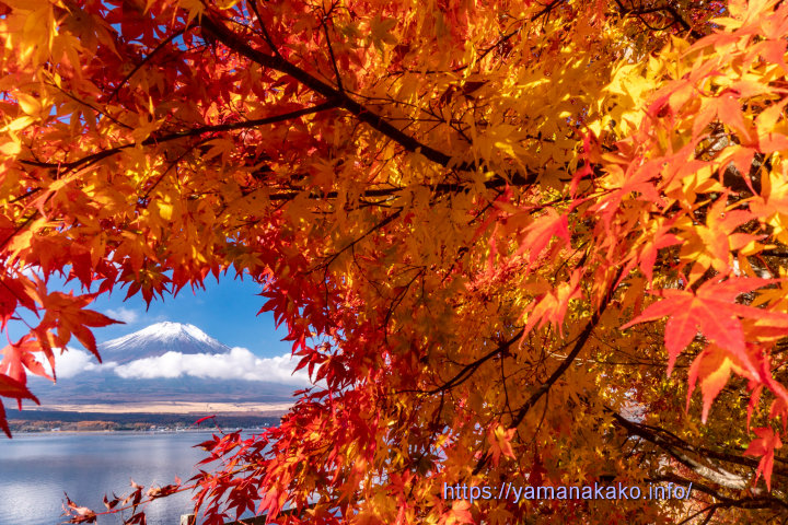 紅葉と富士山