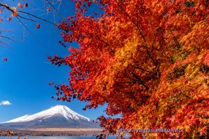 紅葉と富士山