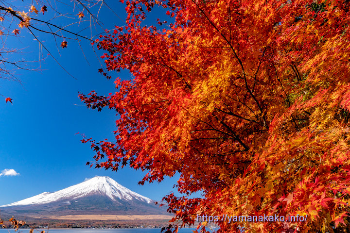 紅葉と富士山