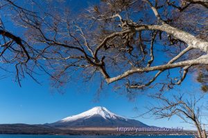 湖に張り出た木の下から望む富士山