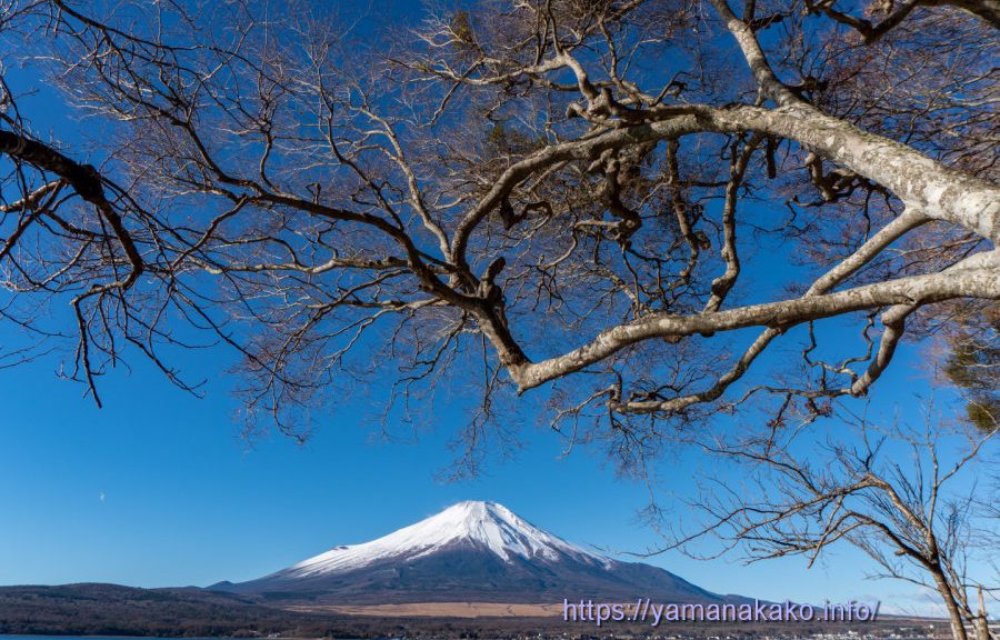 湖に張り出た木の下から望む富士山