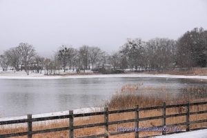 雪が降って白くなっている山中湖畔