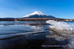 龍に狙われた白鳥