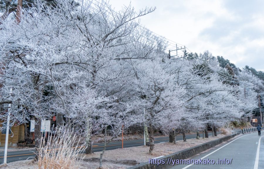霧氷で真っ白になった木々