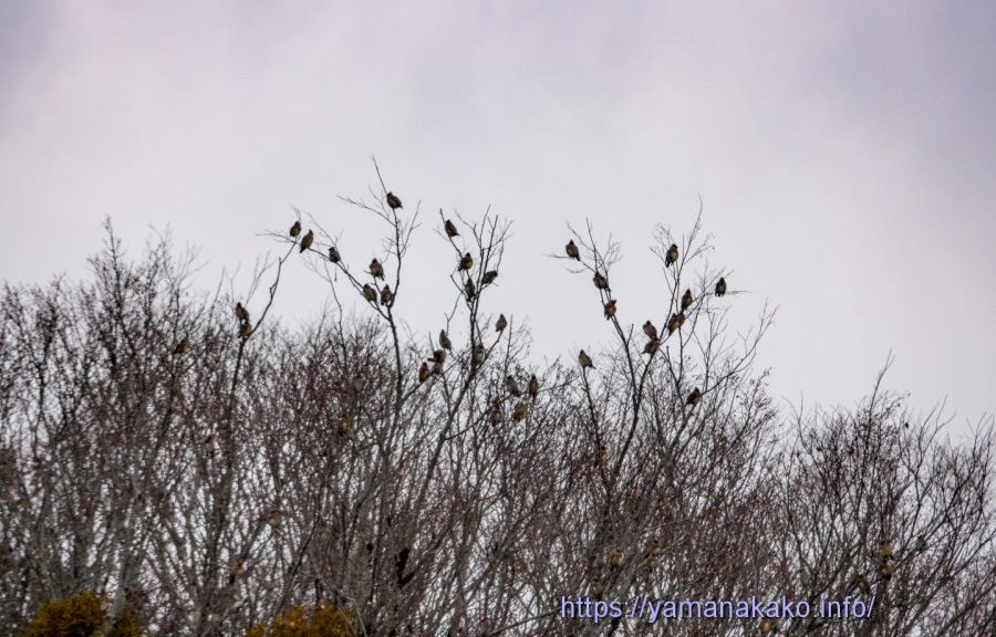 ヒレンジャクの群れ