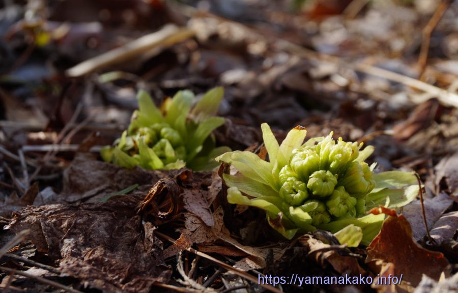 ふきのとう見つけた