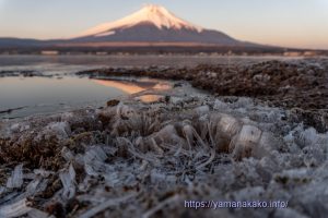 湖畔の霜柱