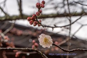 梅が一輪だけ咲いた