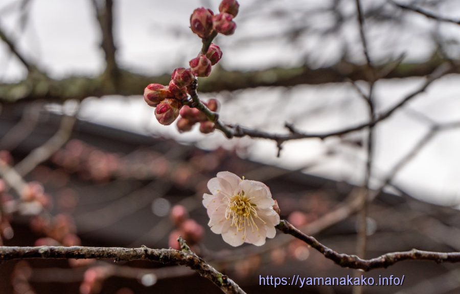 梅が一輪だけ咲いた