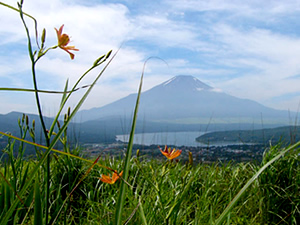 高指山からヒオウギと富士山