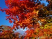 紅葉に囲まれて小さな富士山。 20年10月29日撮影