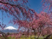 八重しだれ桜が3分咲き程度となり、鮮やかなピンク色がとてもきれいです。 21年4月20日撮影
