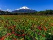 百日草が満開で、雪化粧した富士山に映えます。 21年10月20日撮影