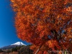 花の都公園入口付近のもみじの紅葉は終盤となりました。 21年11月24日撮影