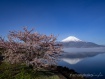 きらら前の桜が満開で逆さ富士も見られました。 22年4月25日撮影