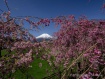 八重紅しだれ桜が見頃となりました。 22年4月25日撮影