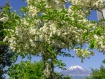 サワフタギの花が満開でいい感じでした。 22年6月3日撮影