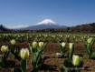 早くもチューリップが見頃となりました。 23年4月12日撮影