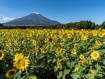 今年も雪化粧した富士山とひまわりが見られました。 23年10月6日撮影
