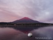 爆睡中の白鳥と 23年10月7日撮影