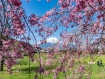 八重紅しだれ桜が満開になりました 25年4月27日撮影