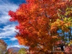 紅葉が見頃になりました 25年11月4日撮影
