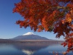 ママの森の下のサイクリングロード沿いのもみじがきれいに染まっていました。 13年11月14日撮影